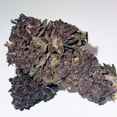 Purple Haze 40% CBDX