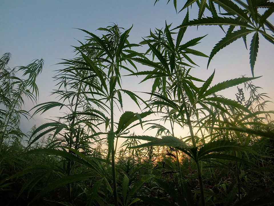 photos de plants de cannabis THCP
